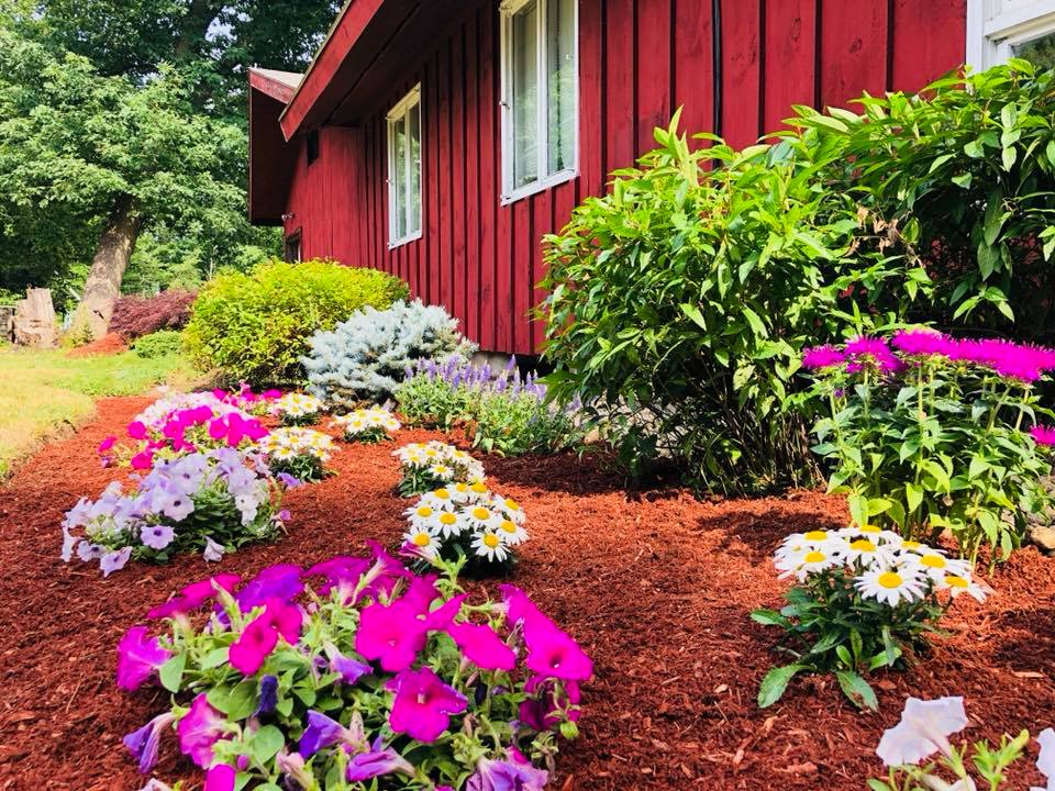 The yard in front of a red barn: green shrubs, pink and purple flower beds, and wooden mulch.